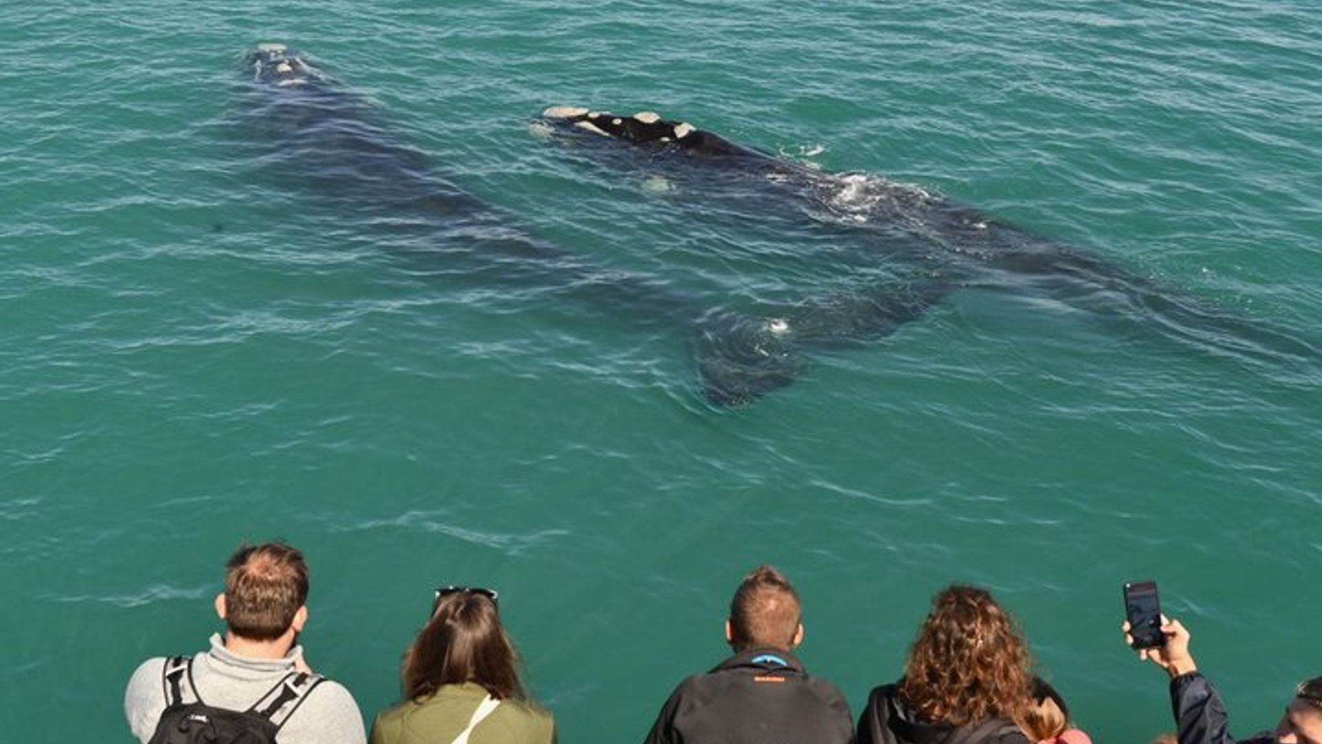 Partagé Hermanus Boat Based Whale Watching and Penguin Adventure