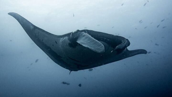 Tamarindo, Langosta to Catalina Island Small-Group Diving Tour