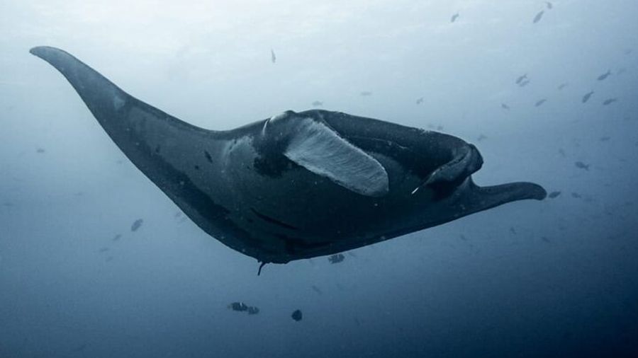 Tamarindo, Langosta to Catalina Island Small-Group Diving Tour