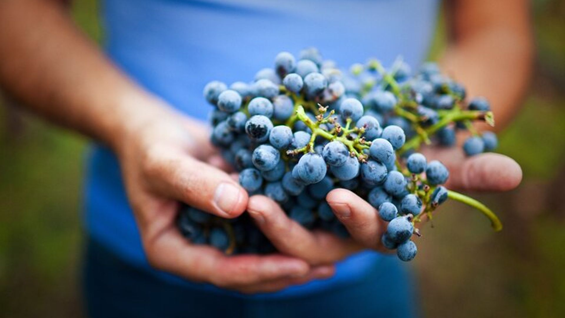 Sonoma: Redwoods and Wine Country Tour From San Francisco image 3
