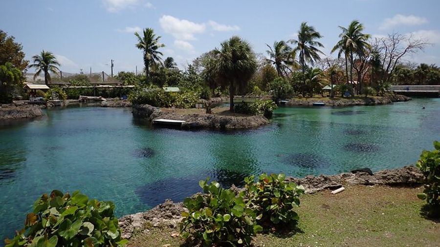 Grand Cayman 4-in-1 Wildlife Adventure With Stingray City