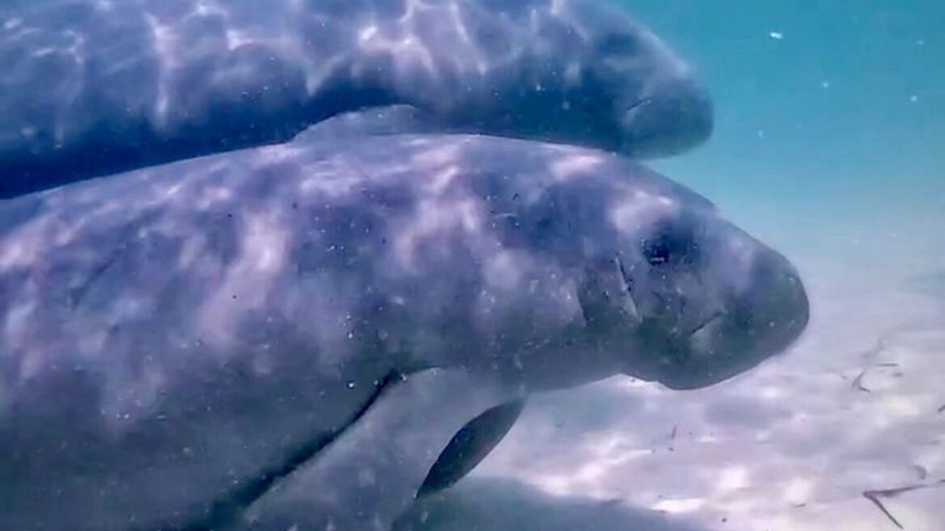 Expérience guidée de plongée en apnée à West Palm Beach avec vidéos gratuites