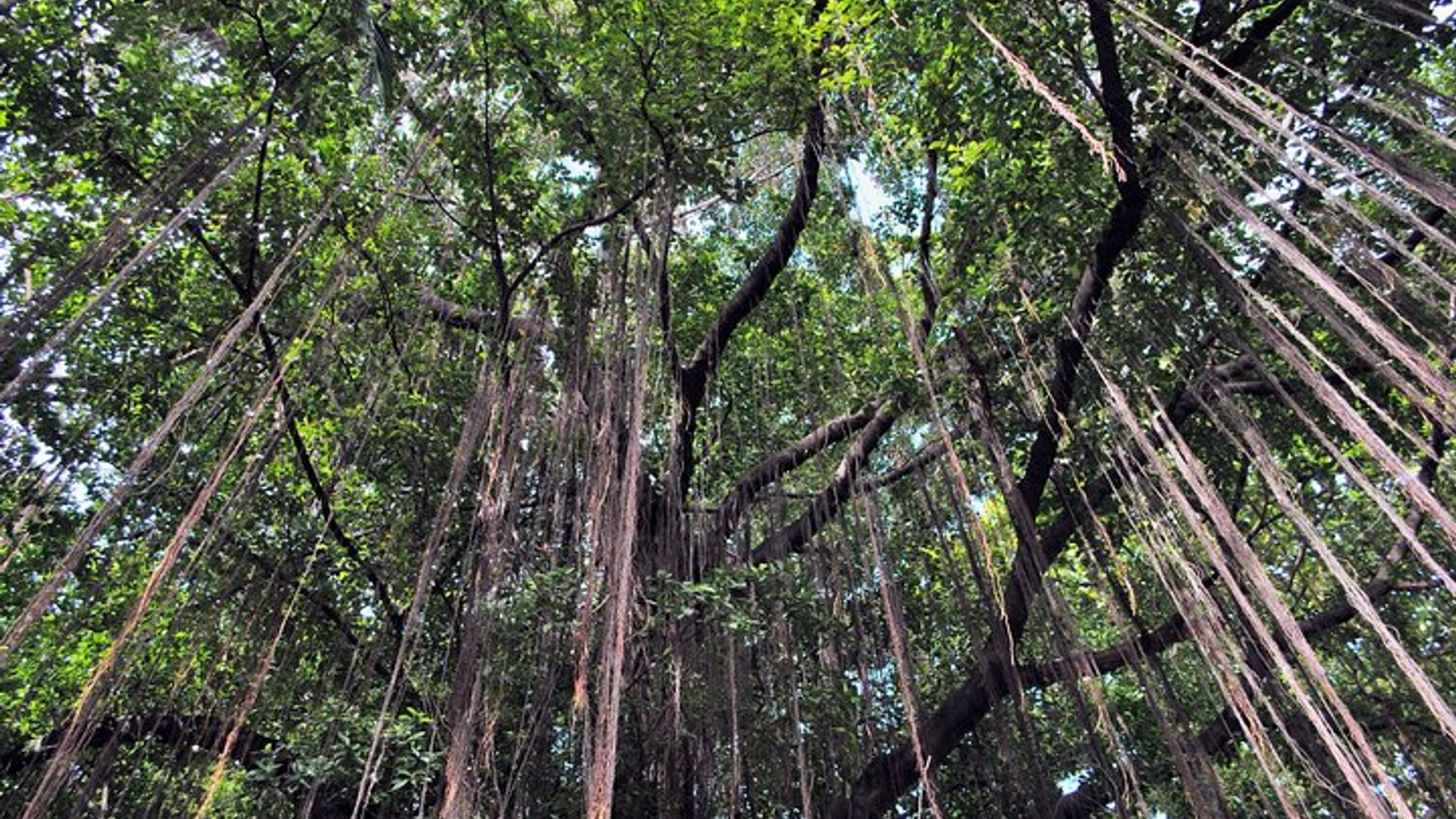 Mauritius: Private North Cultural Odyssey with Hotel Pick Up