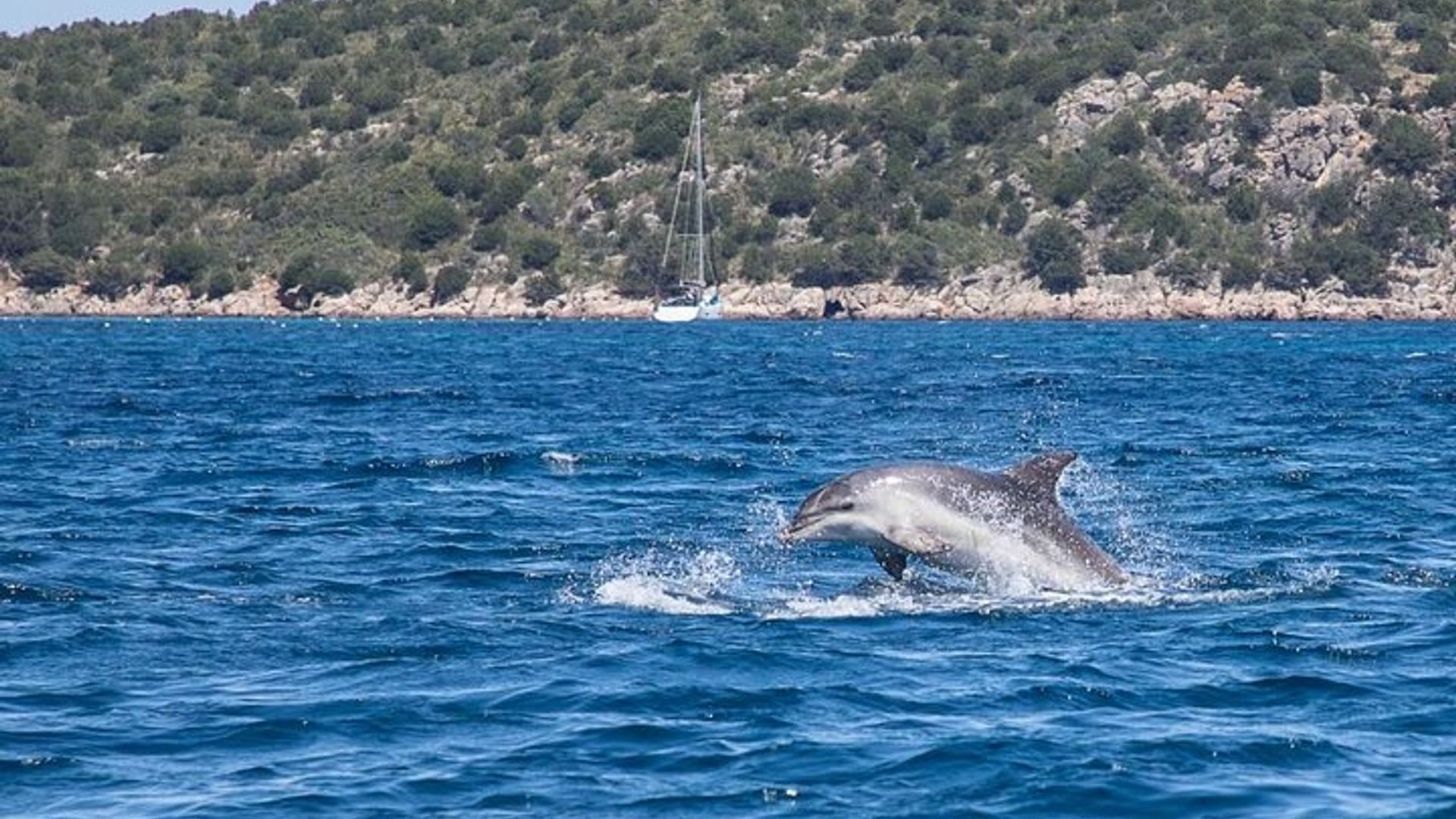 Tour Privado de Barco pelo Golfo di Olbia e Ilha dos Golfinhos
