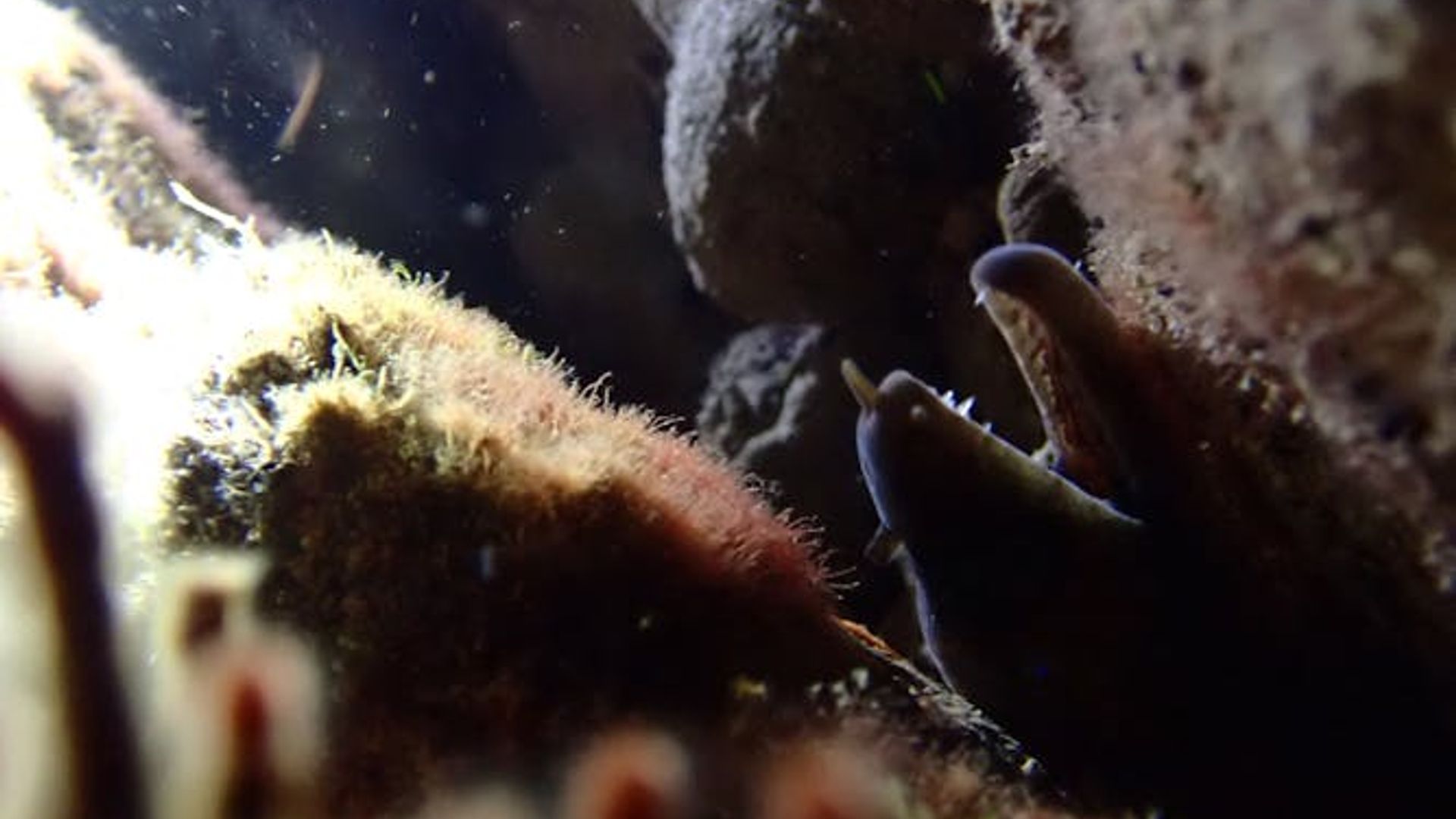 Night snorkelling tour