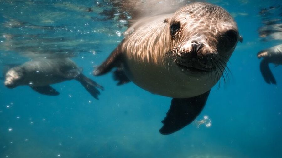 Espiritu Santo Island Full-Day Private Cruise from La Paz