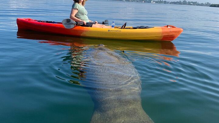 Sarasota Mangroves Kayaking Small-Group Tour