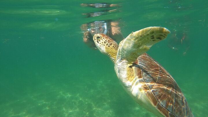 Private Tour of Cenotes & Turtle Habitat in Playa del Carmen