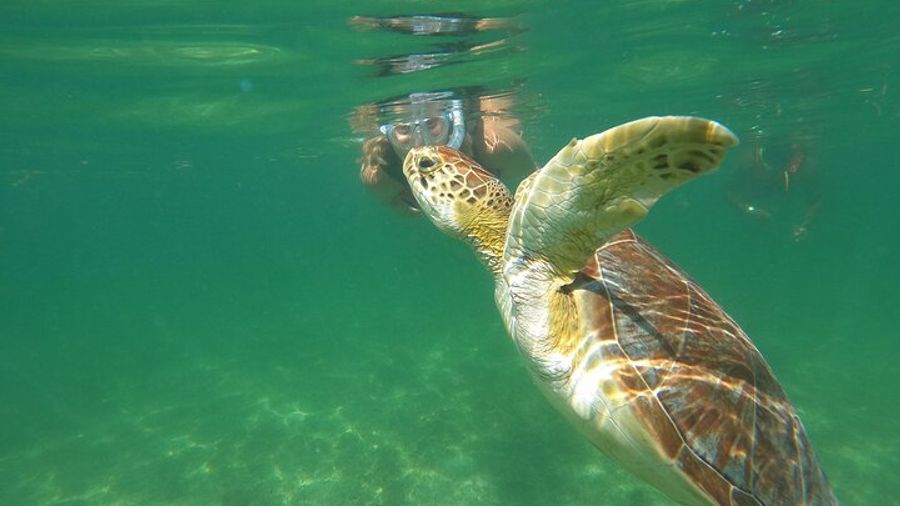 Private Tour of Cenotes & Turtle Habitat in Playa del Carmen