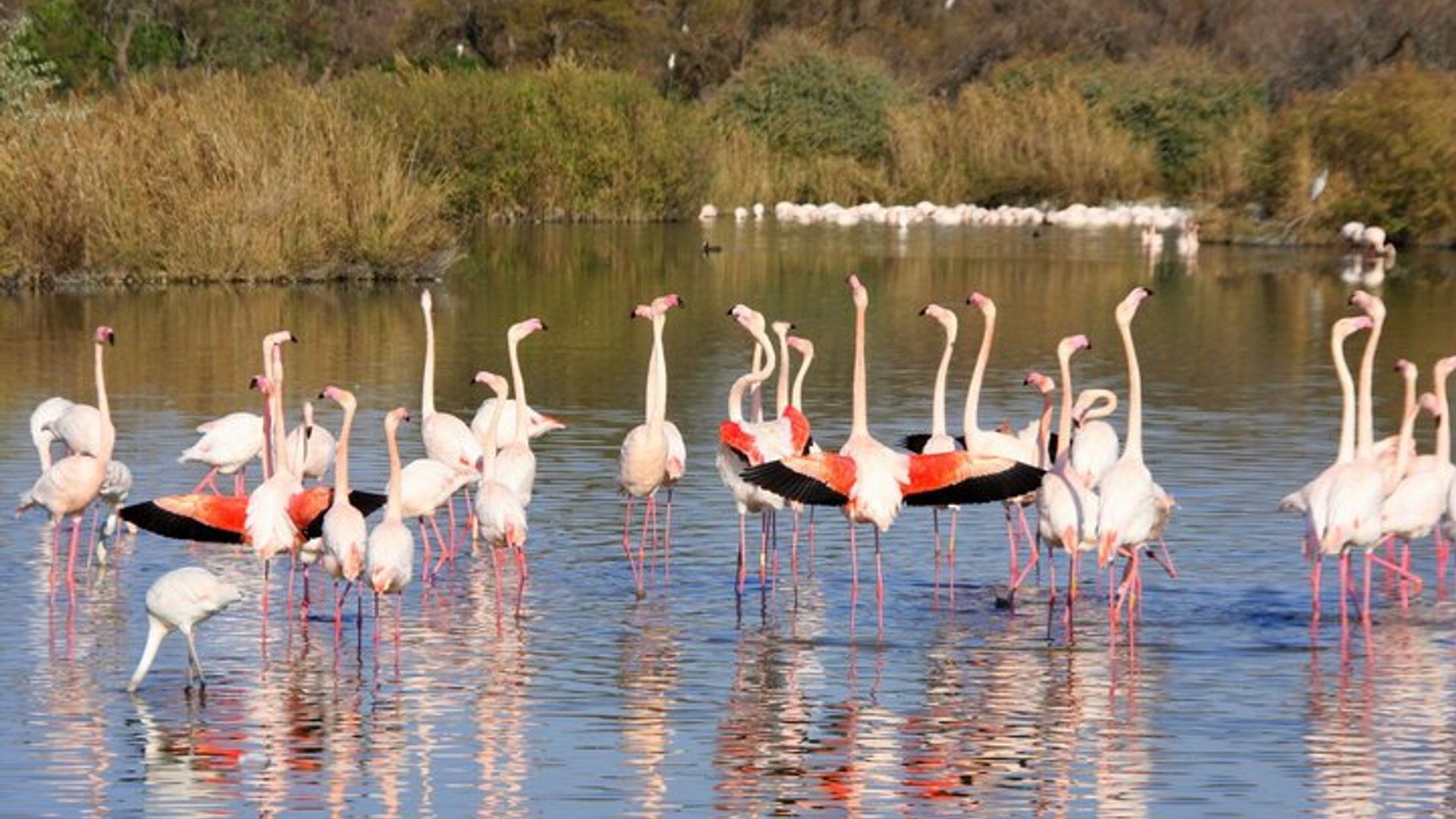 Les Saintes Marie de la Mer, la Camargue et Arles, journée privée