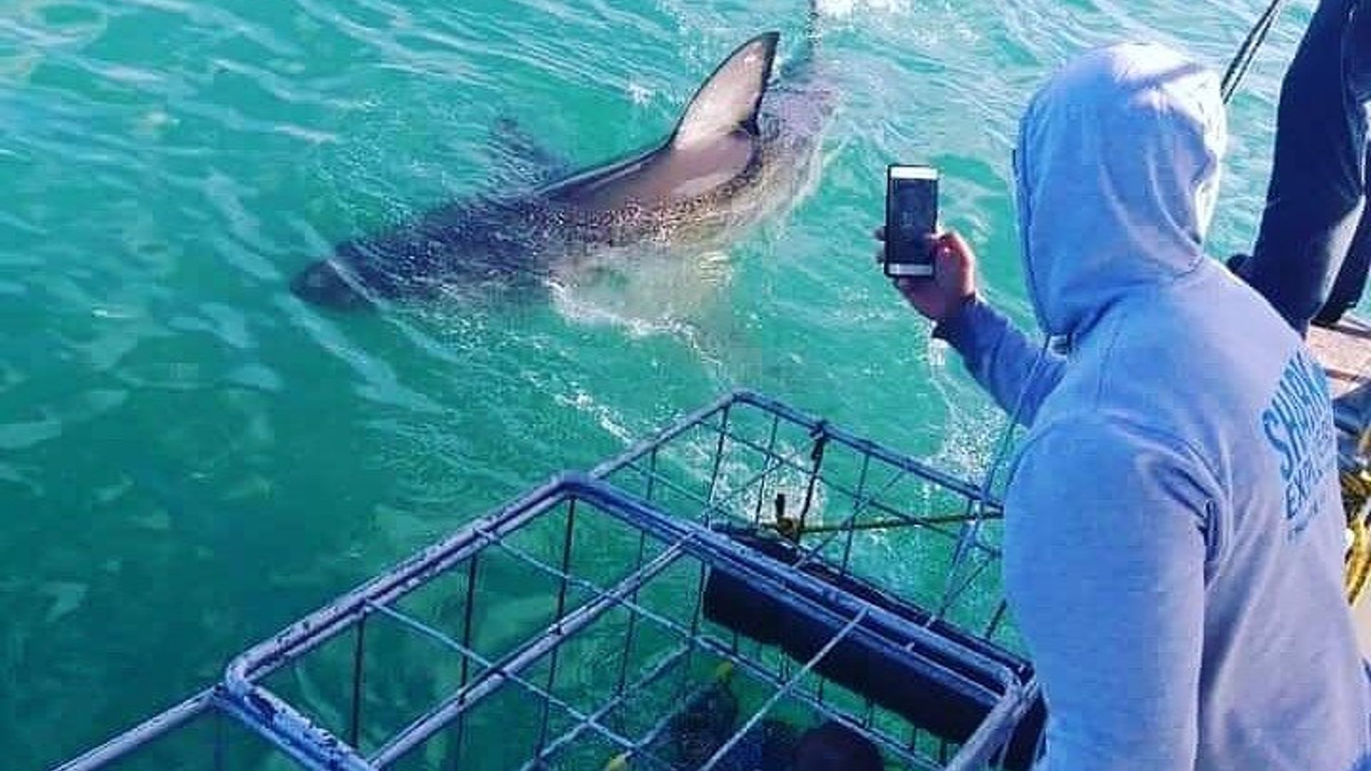 Shark Cage Diving Adventure CAPE TOWN (Mittagessen & Transport inbegriffen)