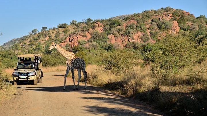 Pilanesberg National Park Private Game Drive