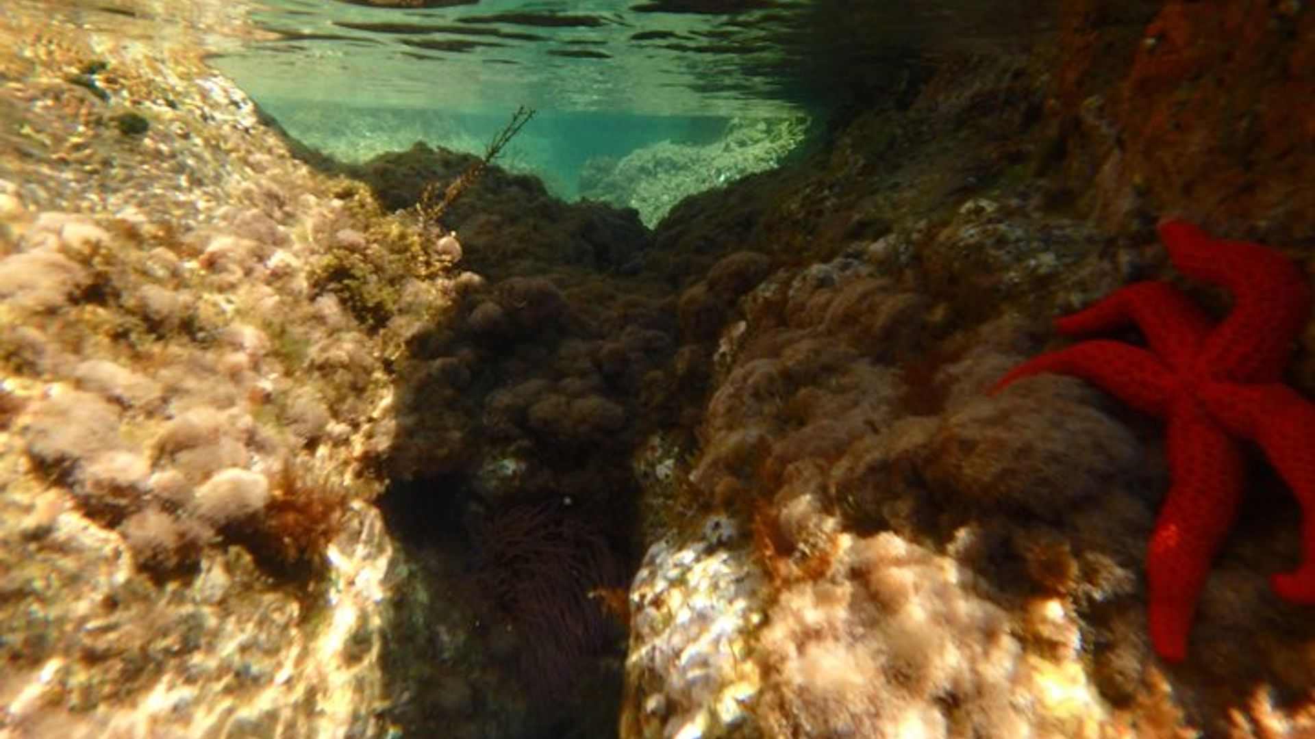 Costa Brava Adventure : Kayak, plongée avec tuba et saut de falaise avec déjeuner