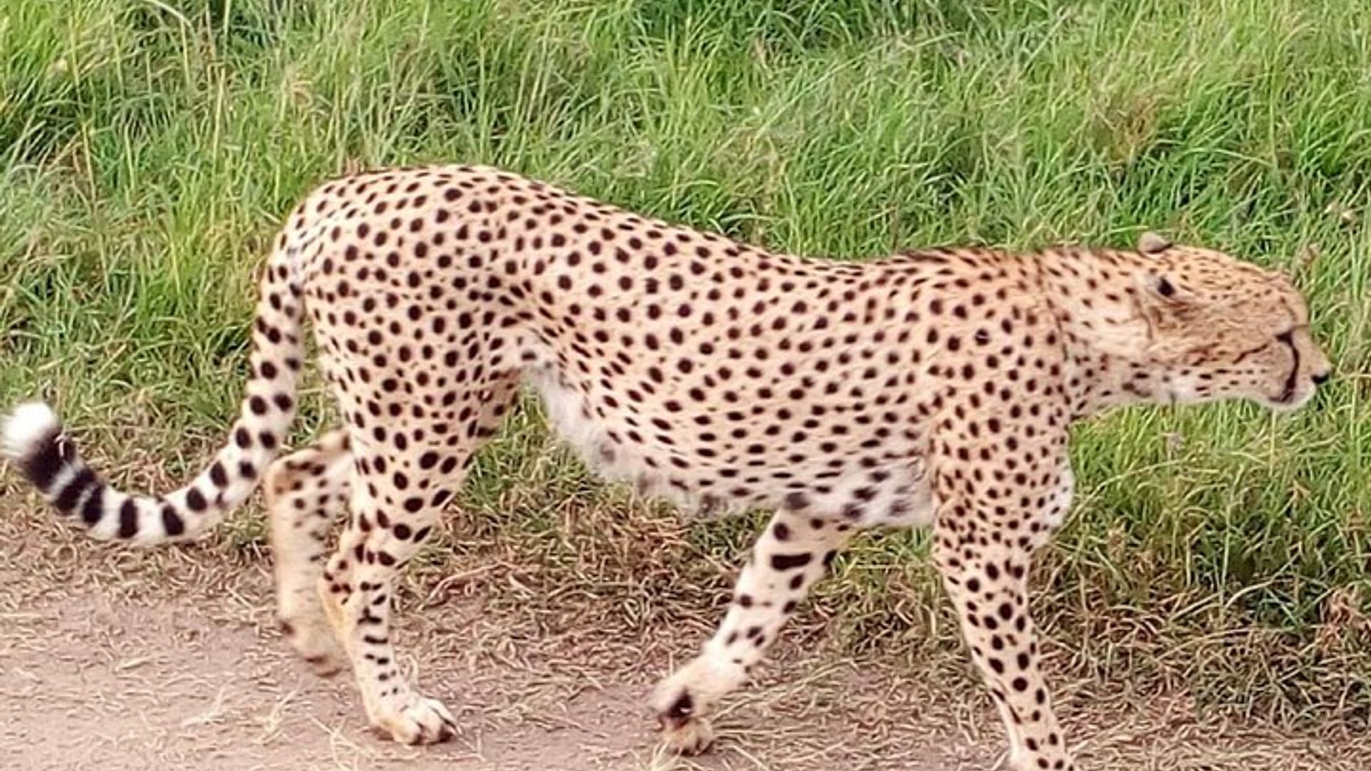 Nairobi orphanage half day tour