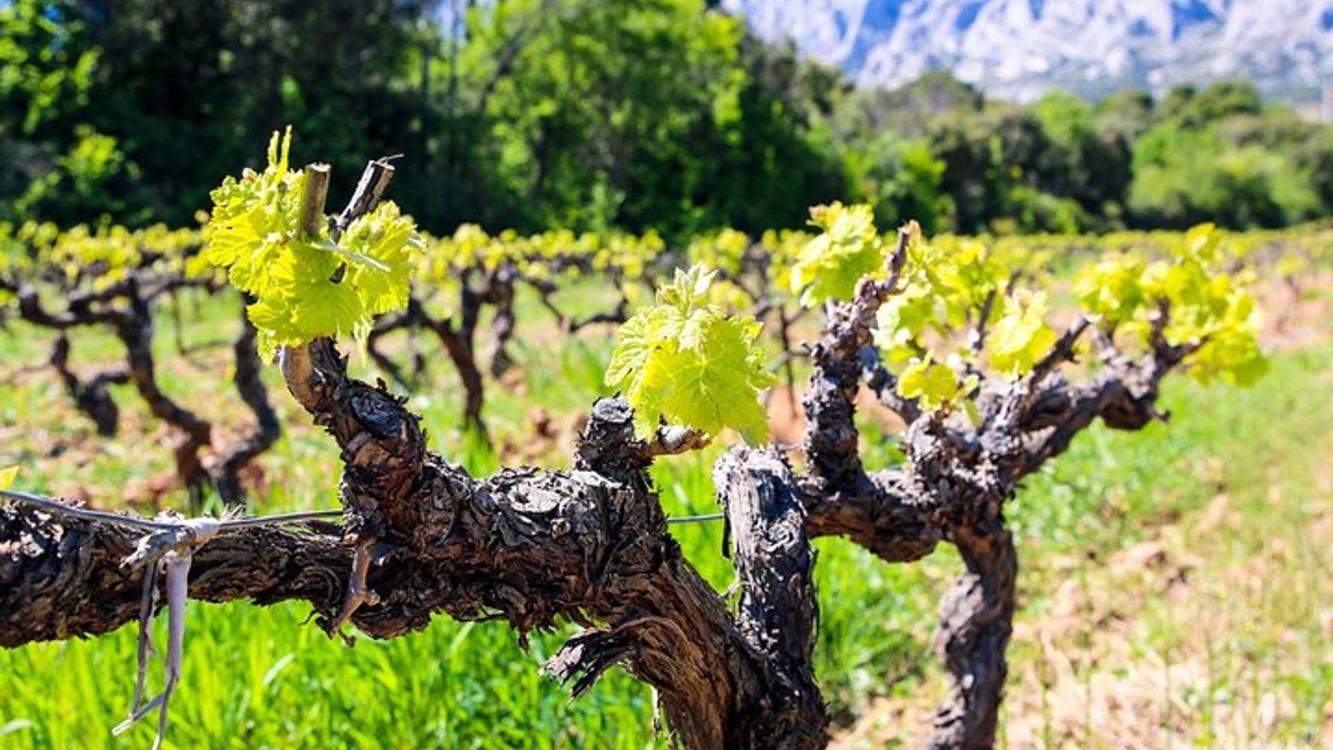 Visite gastronomique et œnologique de Provence avec un guide privé