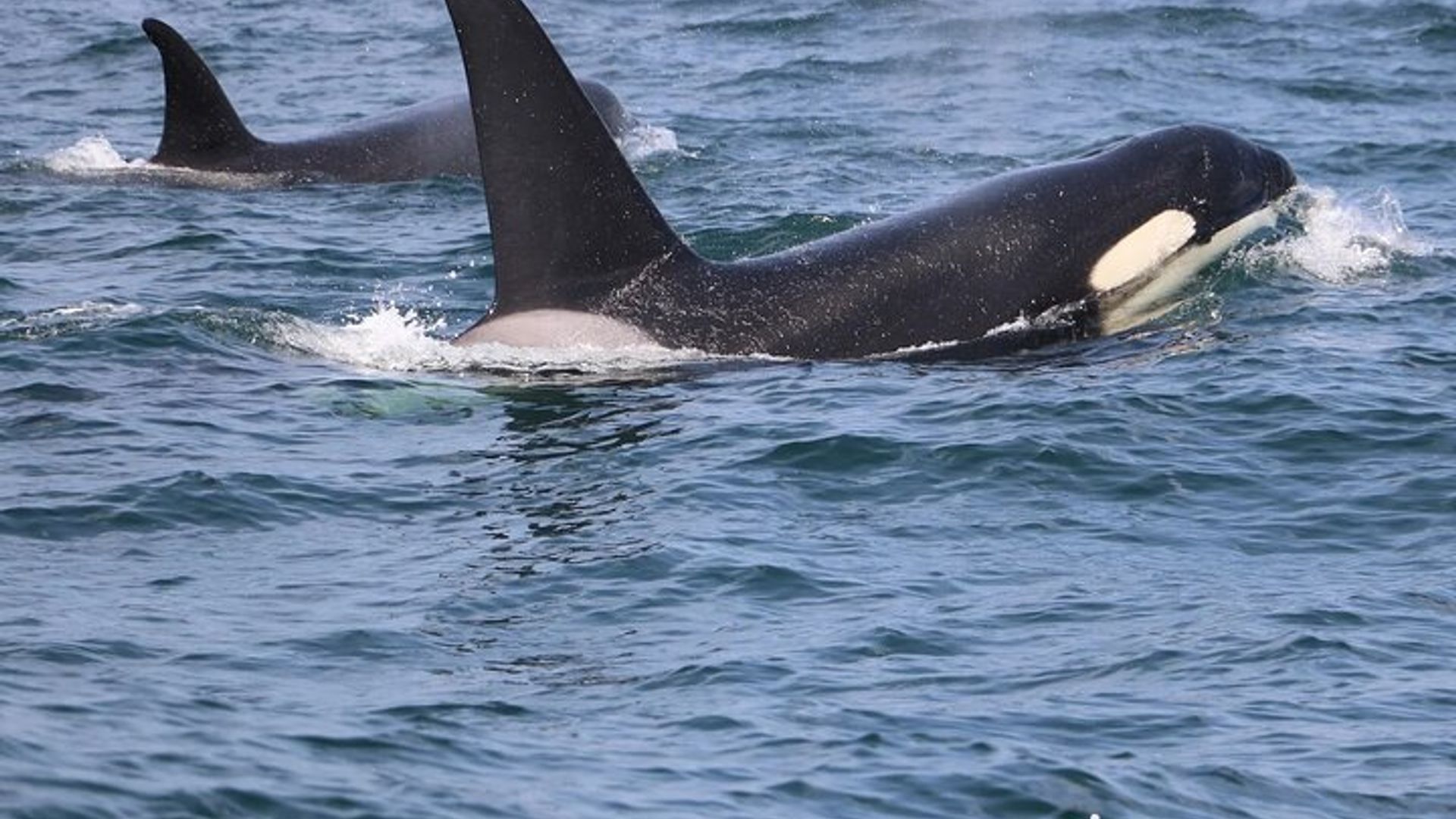 Lissabon: Delfinbeobachtungskreuzfahrt in kleiner Gruppe