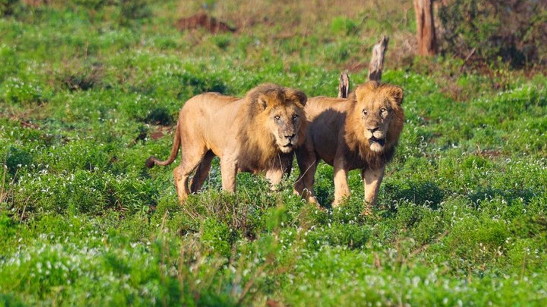Half-day Lion park safari
