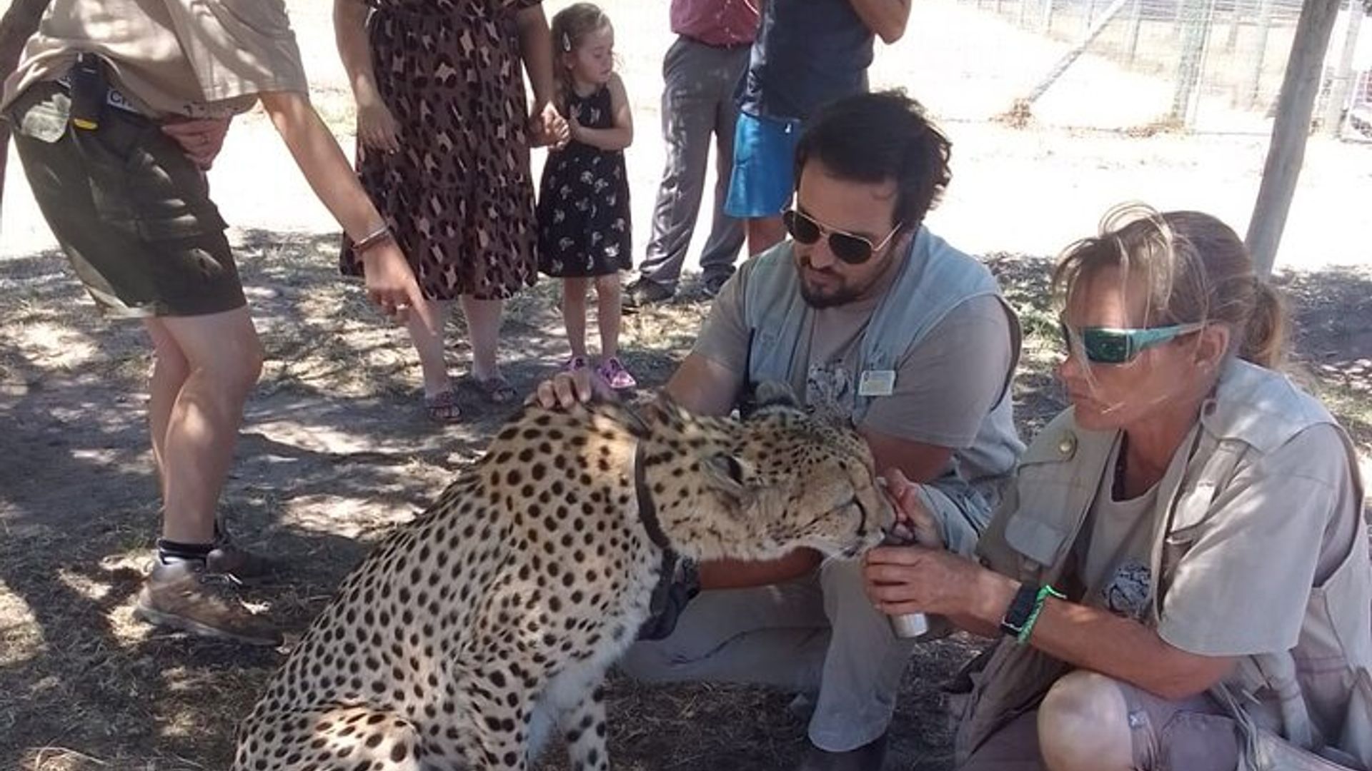 Excursión a Cheetah Outreach, Gordon's Bay y Strand Beach