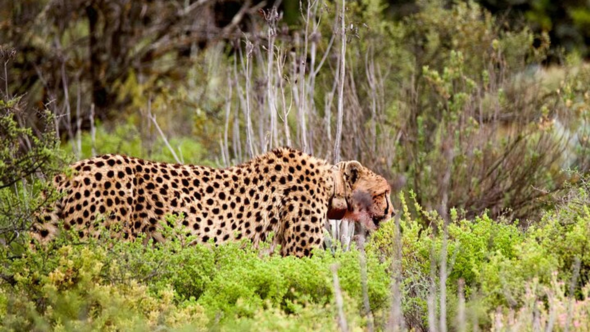 2 jours en petit groupe Garden Route Big 5 Safari Tour de Cape Town