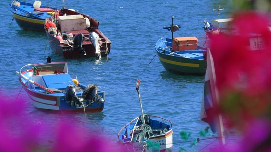 Madeira Sea Cliff and Camara de Lobos 4WD Half Day Tour