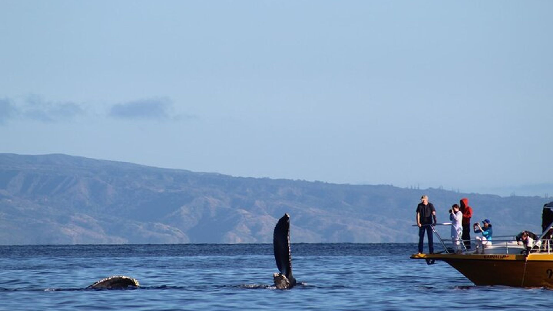 Ciudad del Cabo: tour privado de avistamiento de ballenas y viñedos