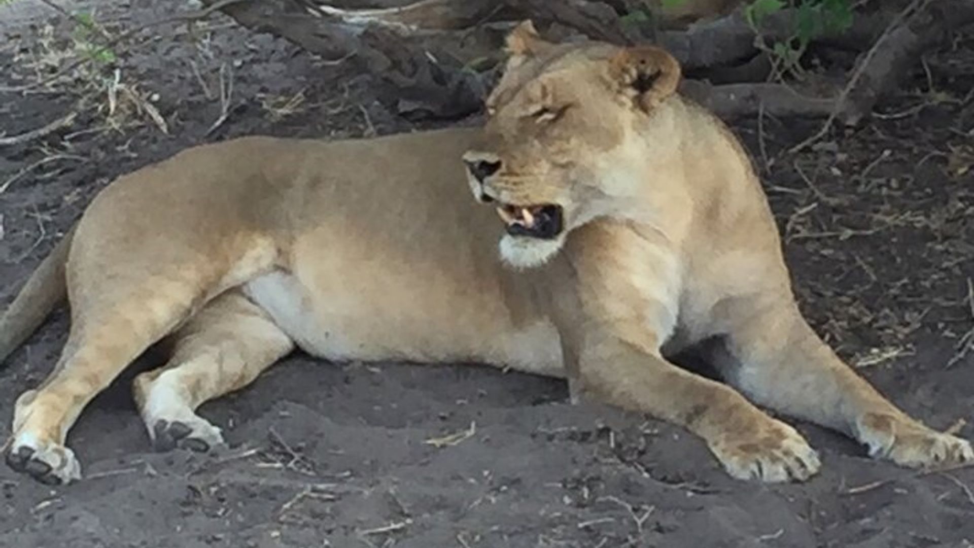 อุทยานแห่งชาติ Zambezi ช่วงเช้าหรือช่วงบ่าย