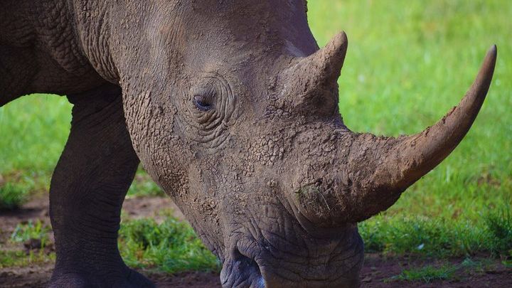 Nairobi National Park,Giraffe Centre, Karen Blixen Museum.
