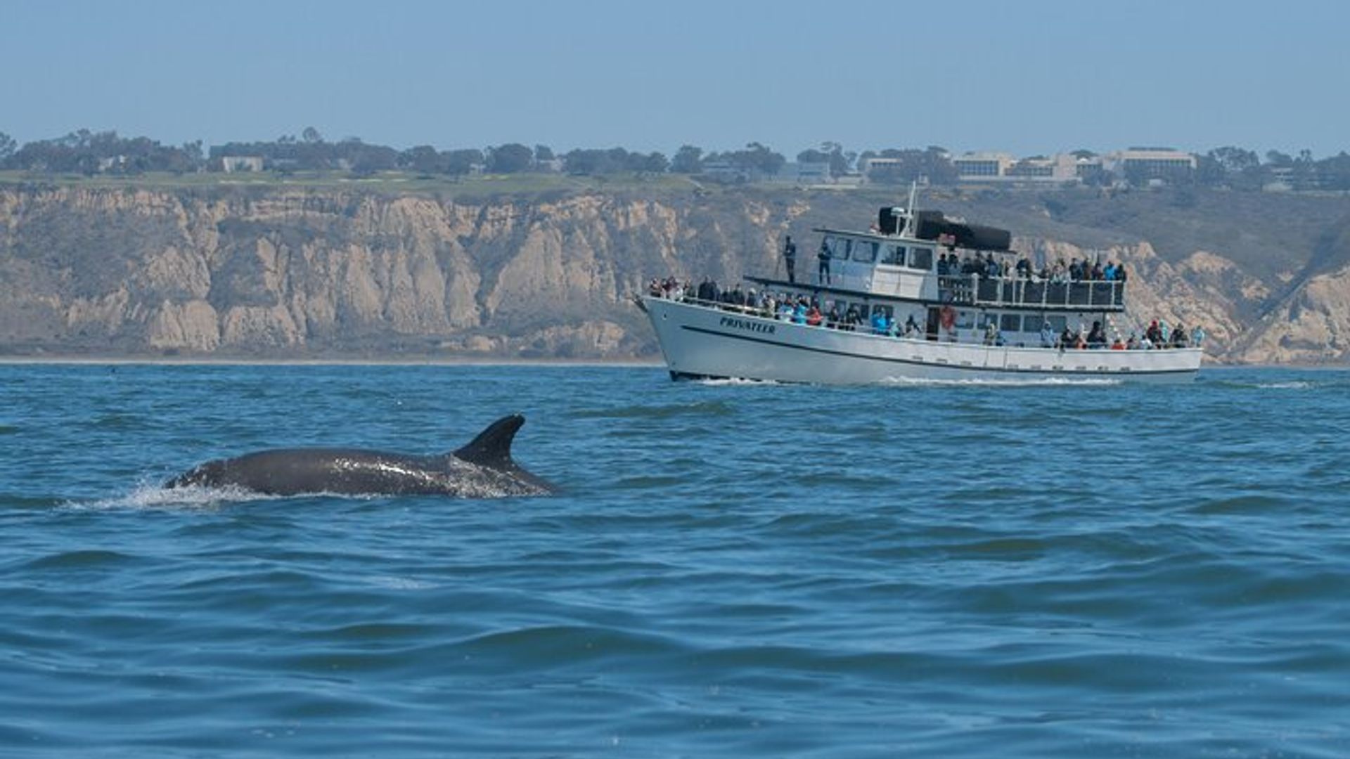 San Diego Whale-Watching Cruise