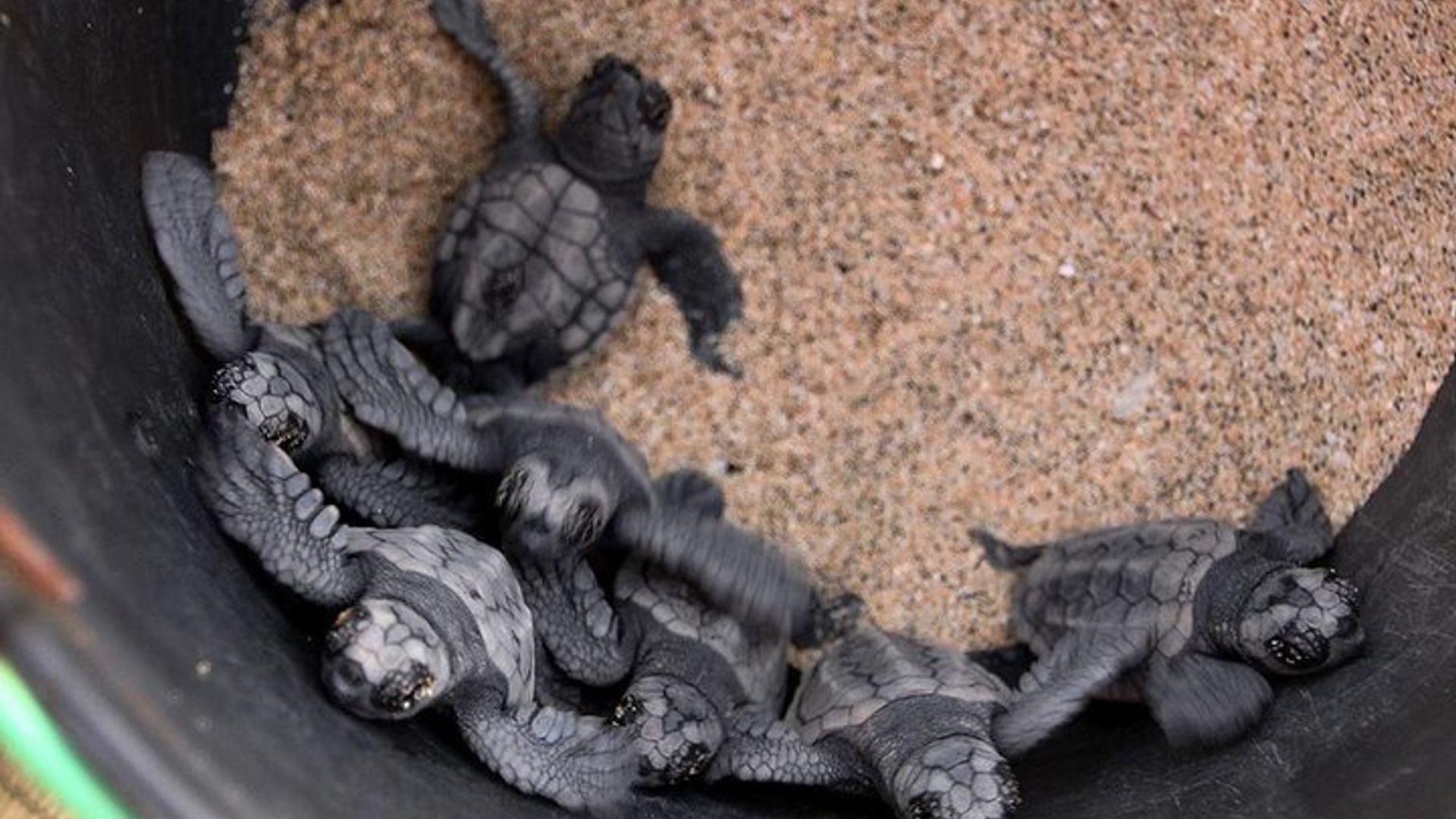 La marche des tortues depuis Santa Maria