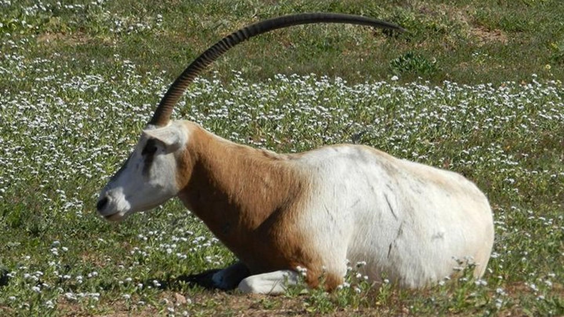 Private Entdeckungstour – Tierpark Souss Massa im Geländewagen