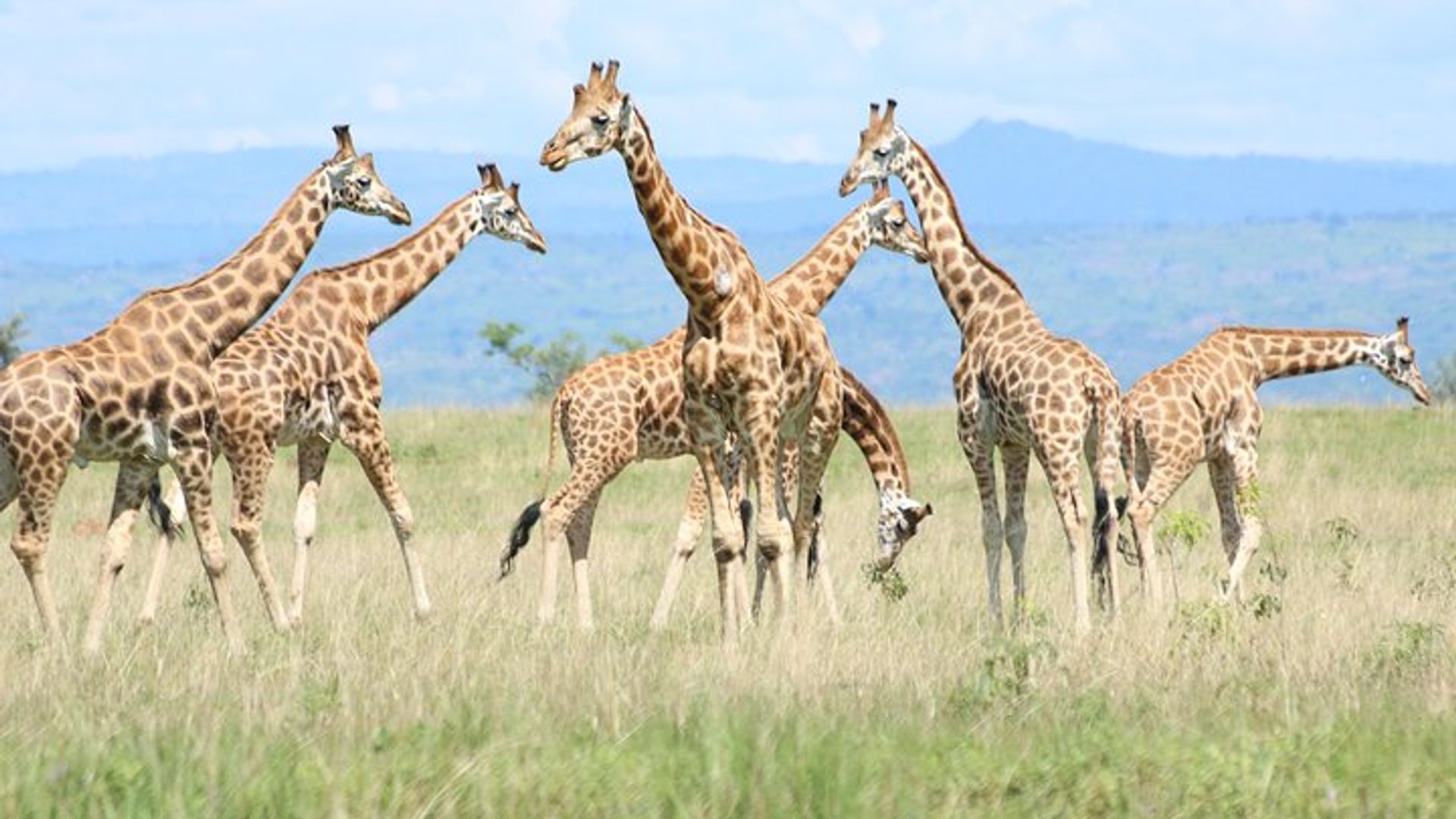 7-Day Uganda Adventure Safari - Midrange Lodges