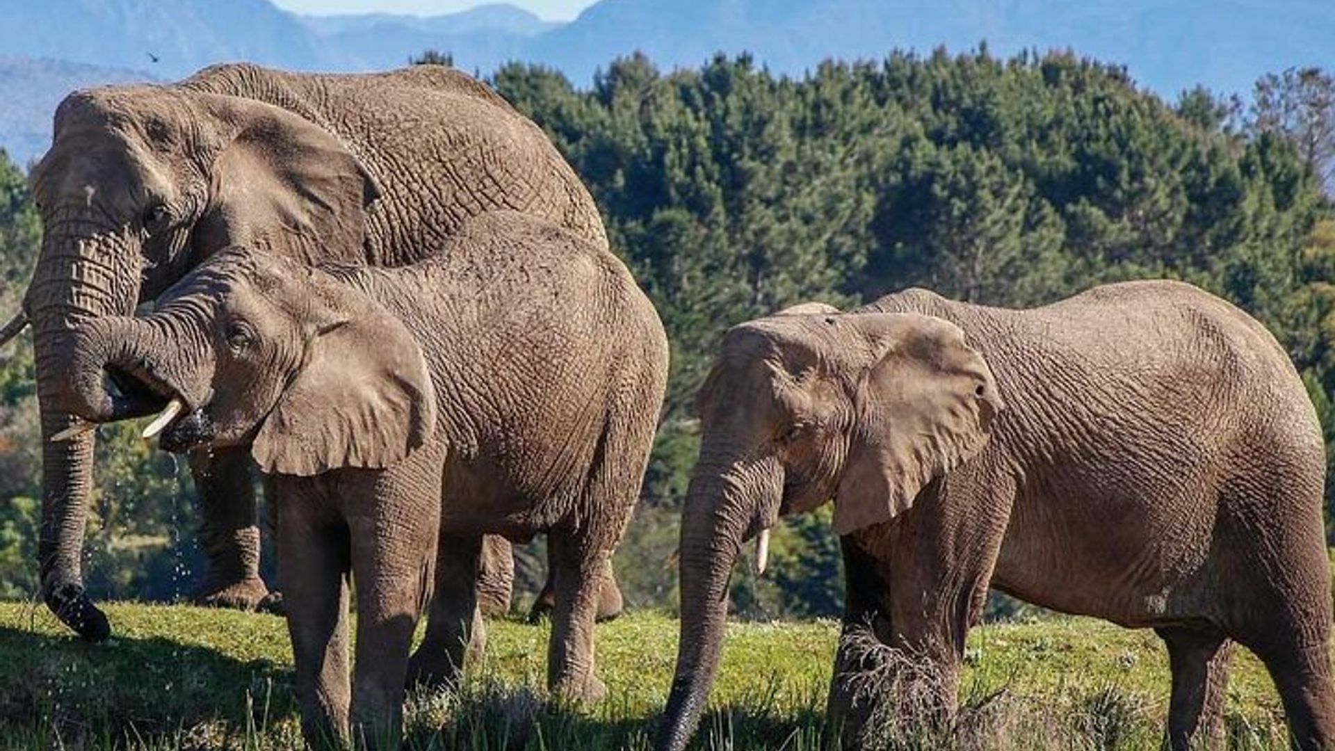 Aventura de 7 días en safari por la ruta del jardín desde Ciudad del Cabo