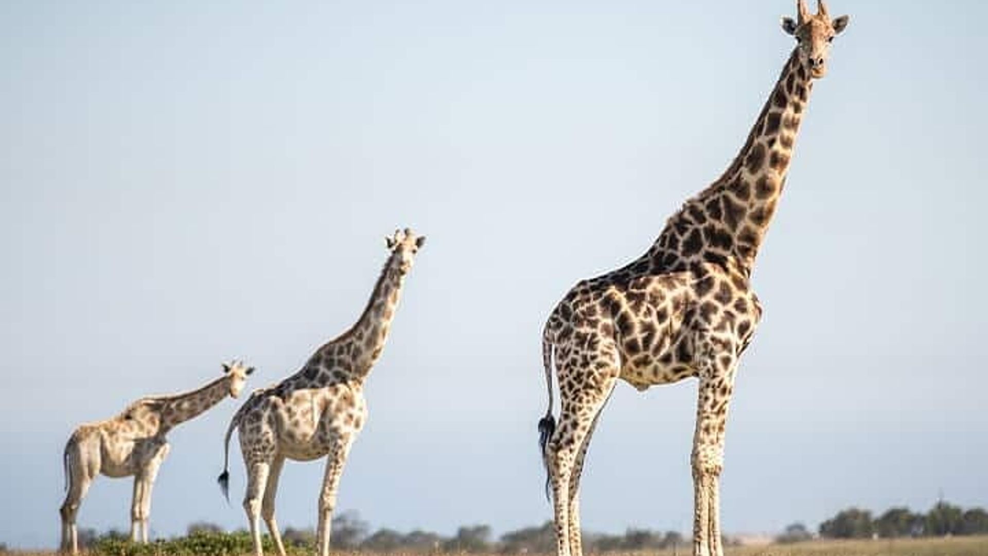 Visite privée de 3 jours et 2 nuits de la Garden Route au départ du Cap