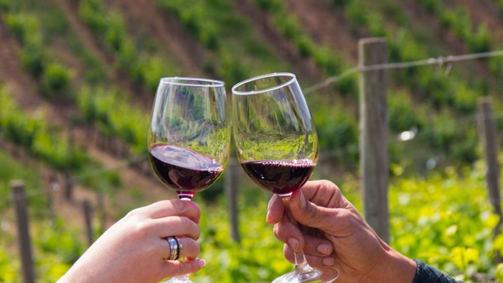 Albufeira Wine Tasting: Boutique Winery Tour & Historic Silves