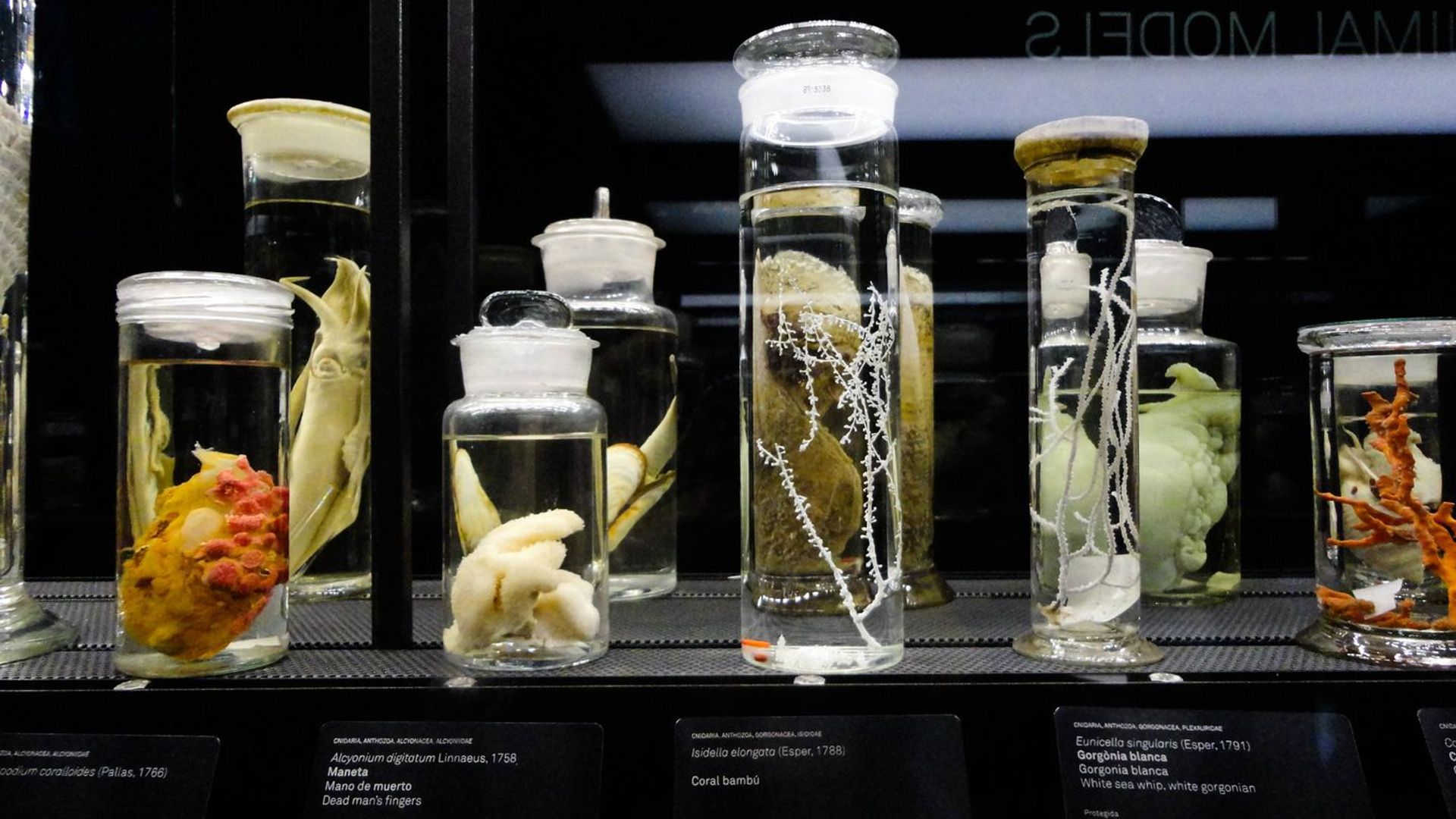 Museu Blau Self-Guided Audio Tour