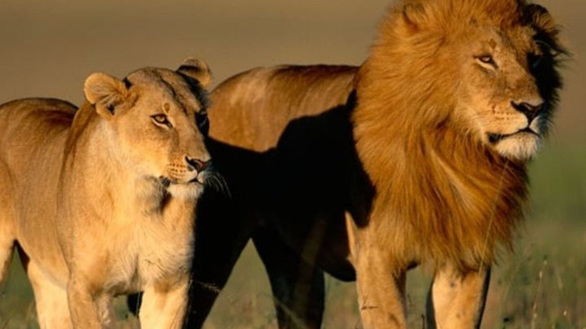 Garden Route 4 Day Small Group Safari from CapeTown Starts AnyDay