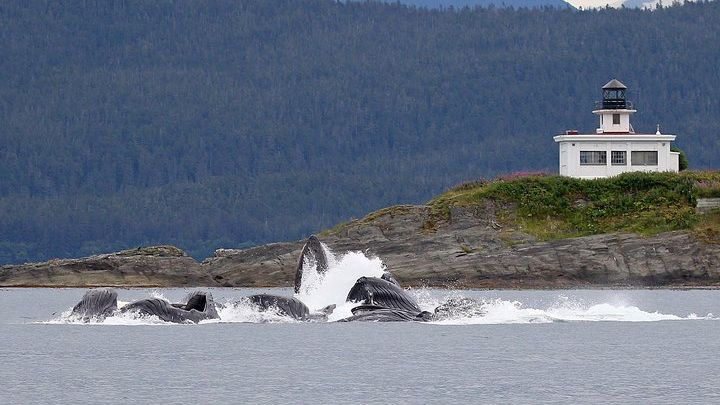 Juneau: Whale Watching and Glacier Group Tour With Transfers