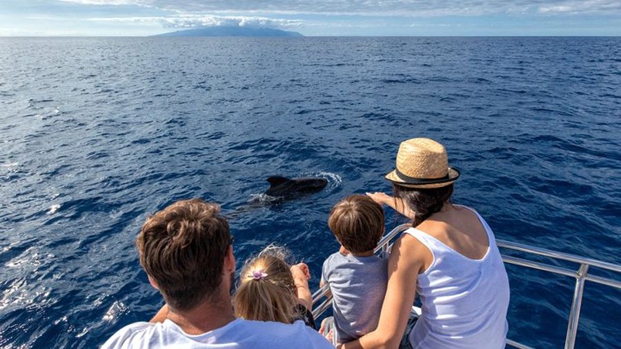 Whales and Dolphins Watching in Exclusive Sailboat