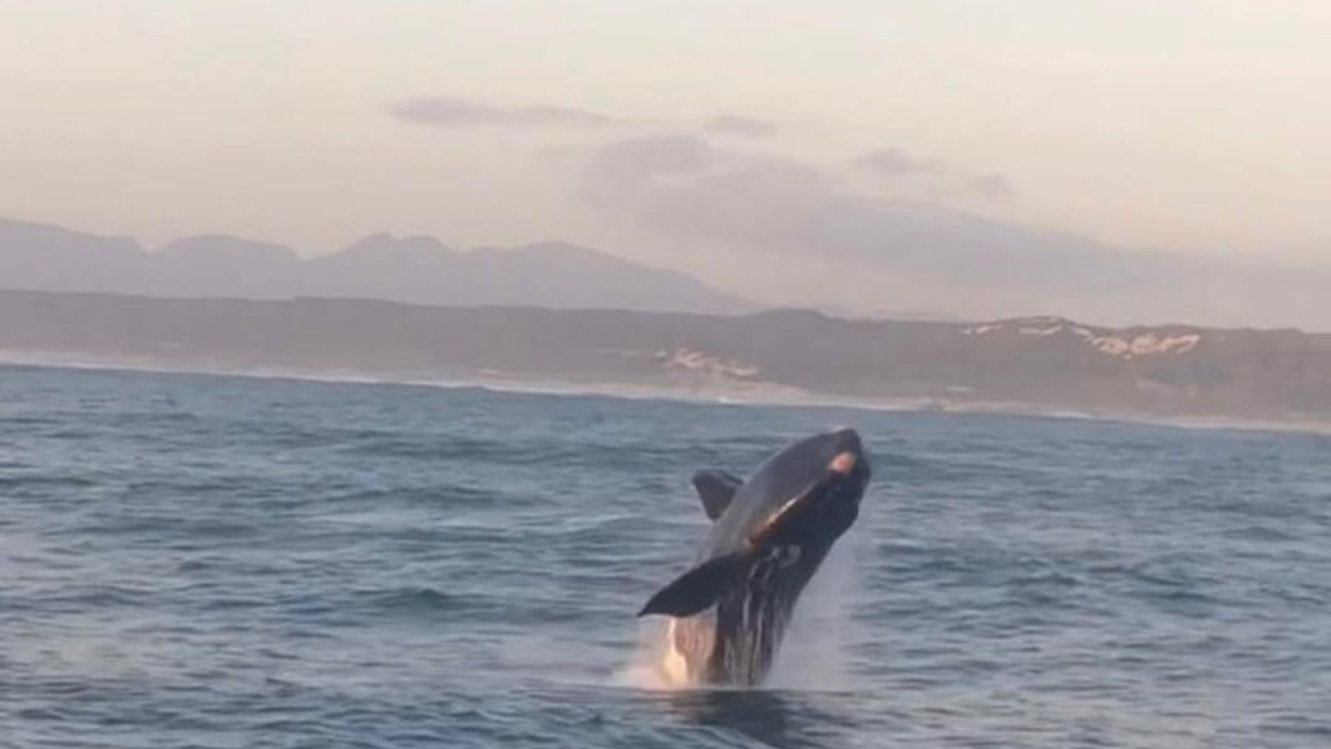 Tour privado de observación de ballenas Hermanus con recogida en el hotel