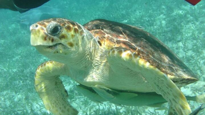 Hola Chan Marine Reserve Snorkel Tour from Caye Caulker