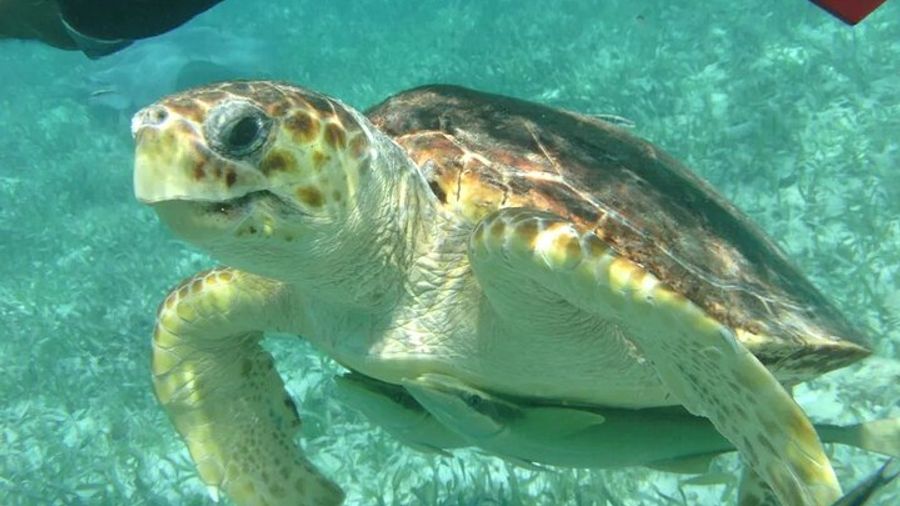 Hola Chan Marine Reserve Snorkel Tour from Caye Caulker