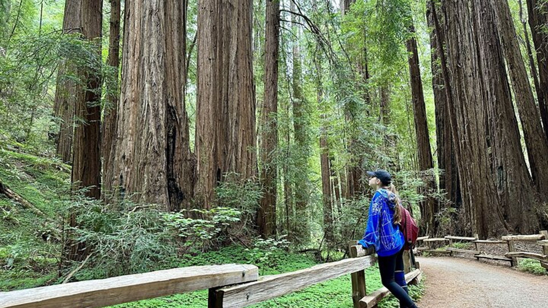 Muir Woods, Sausalito Half-Day Tour With Ferry Option image 3