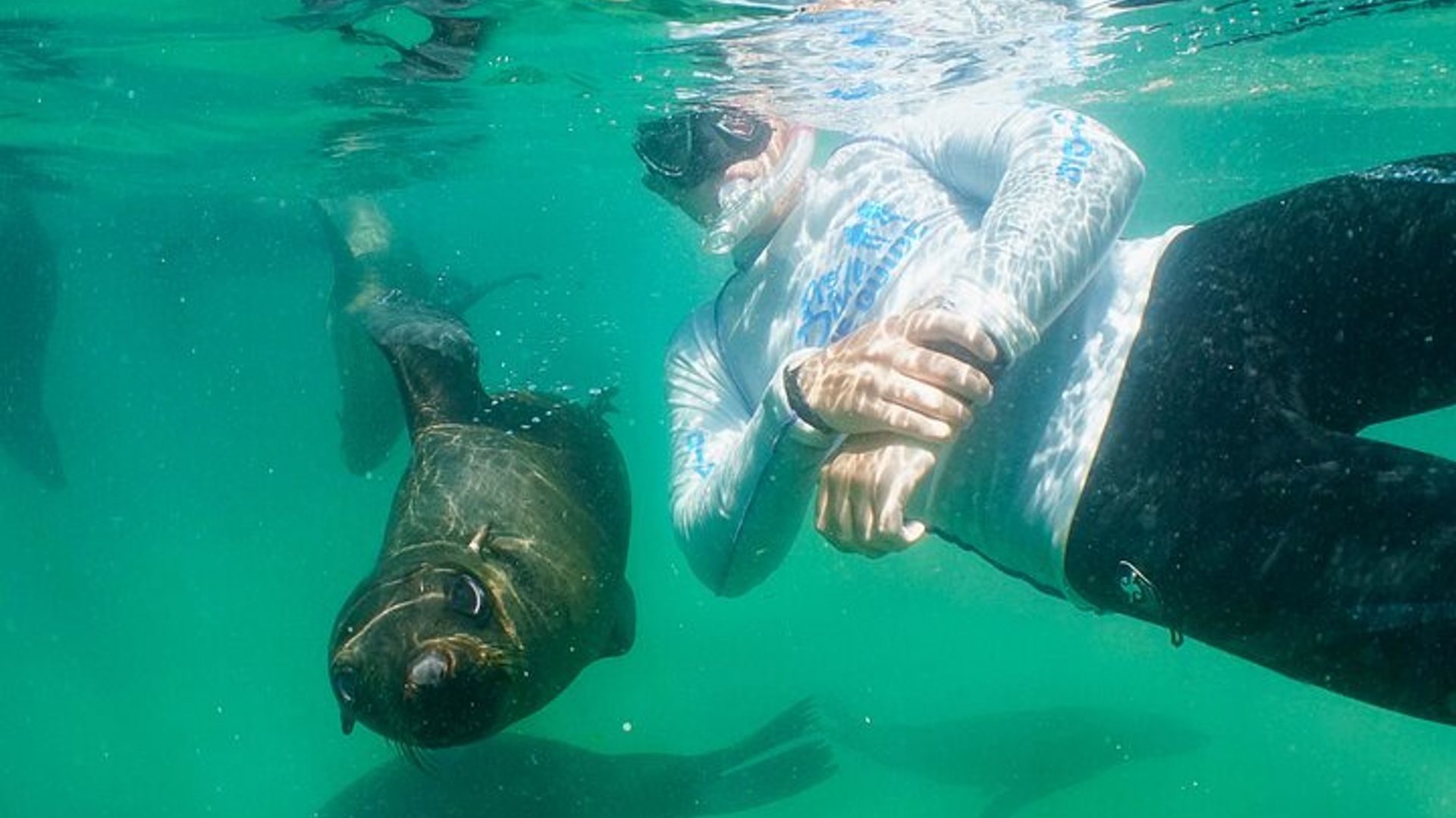 Nadar con las focas en Plettenberg Bay
