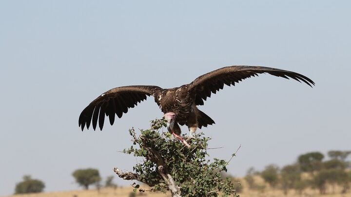 Tarangire and Ngorongoro Overnight Camping Safari from Arusha