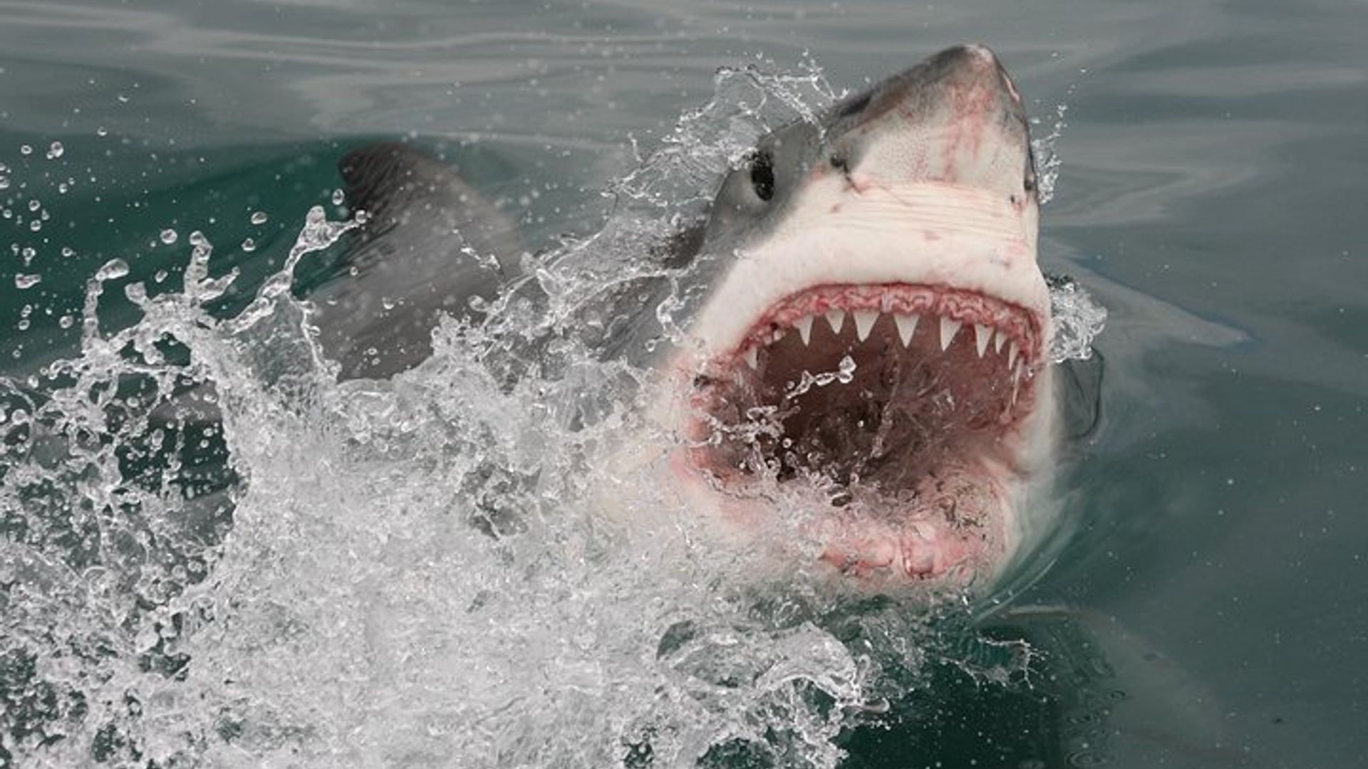 Cape Town Shark Cage Diving in Gaansbaai With Transfers