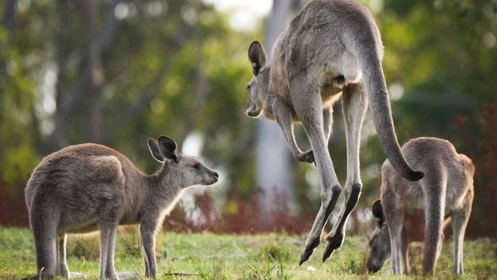 Intimate Blue Mountains Wild Kangaroos & Sunset for Nature Lovers