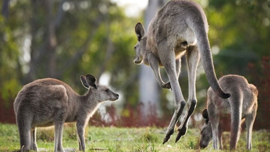 Blue Mountains Wild Kangaroos & Sunset from Sydney - Late Start