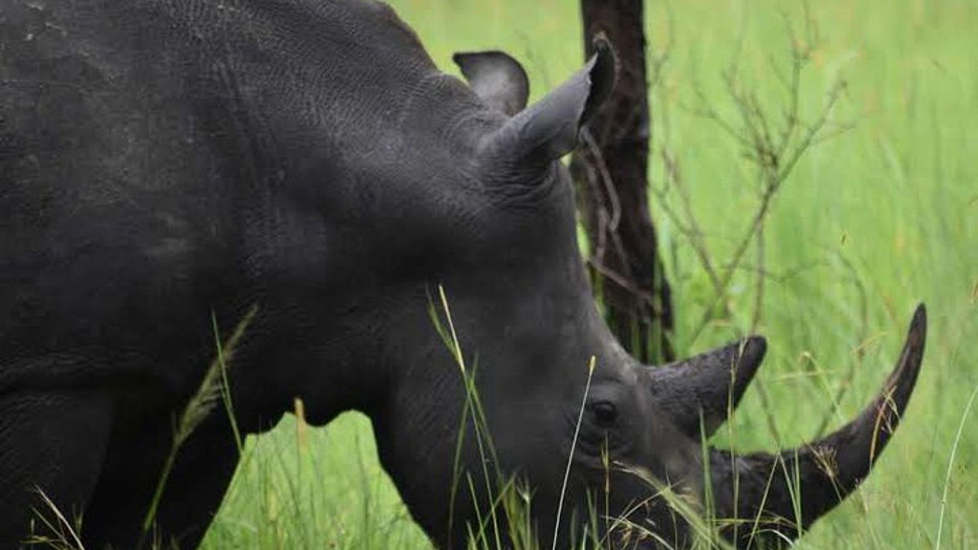 Wildlife Adventure and Boat Cruise in Murchison Falls National Park Uganda
