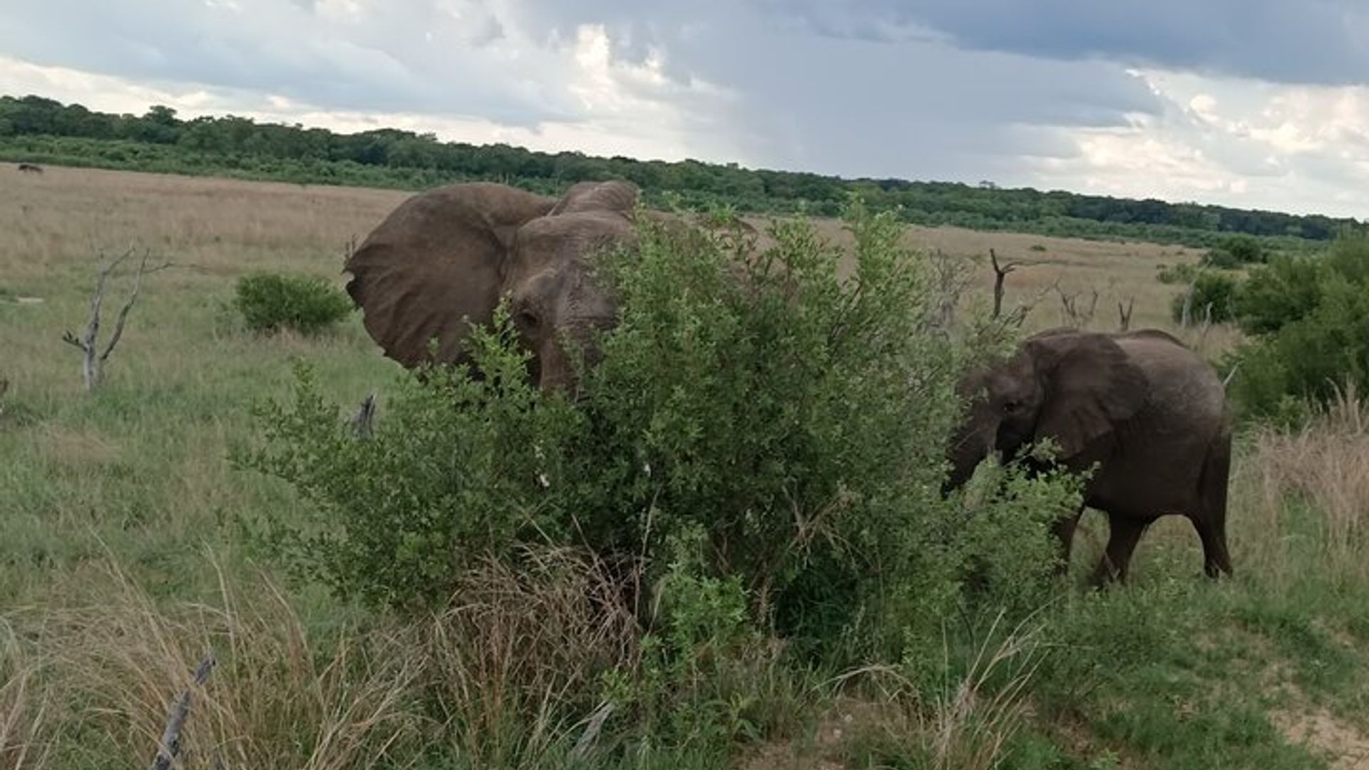 Urugendo rwa Zambezi Pariki ya Safari