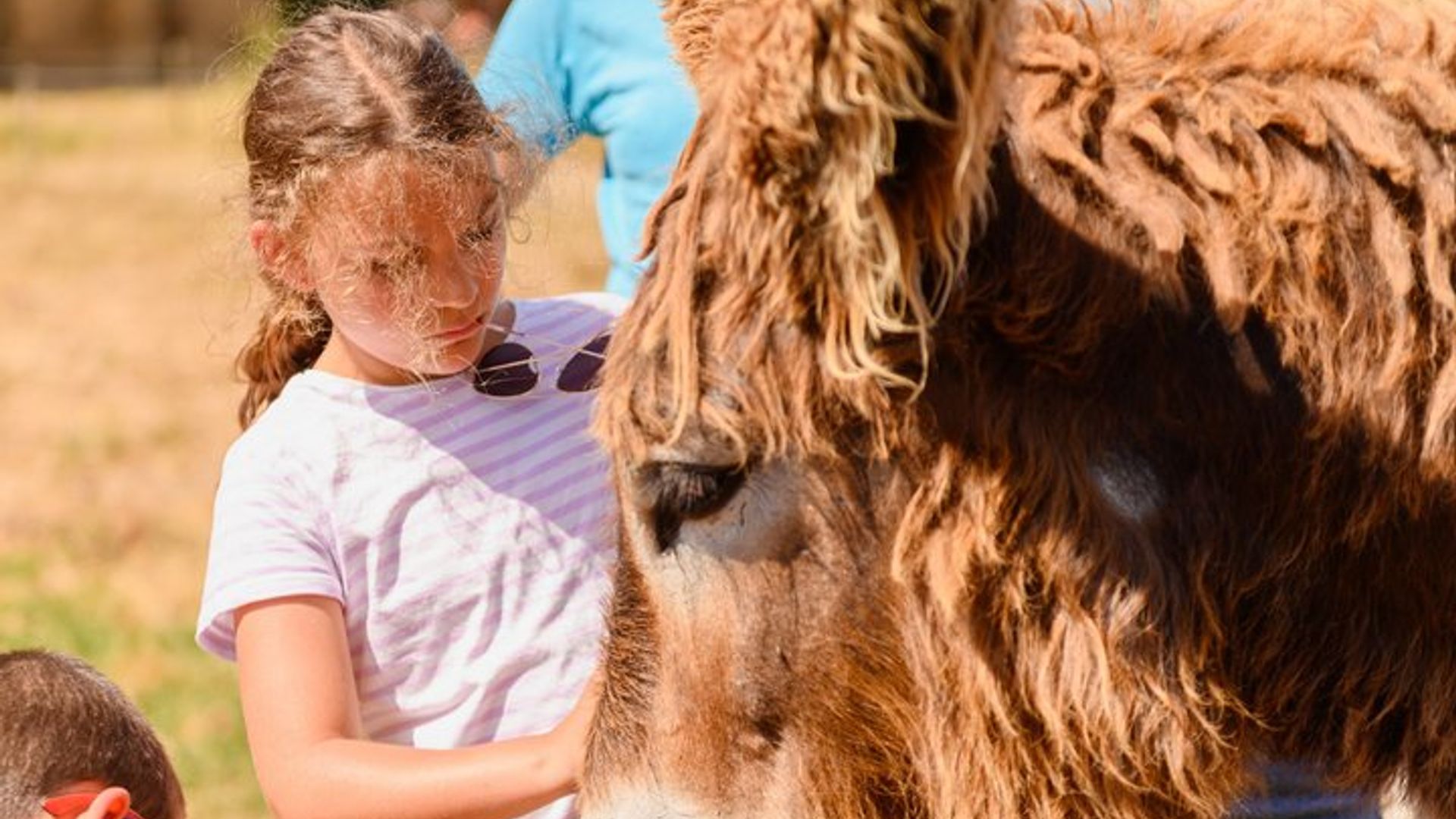 Journée découverte sur les traces du Baudet du Poitou